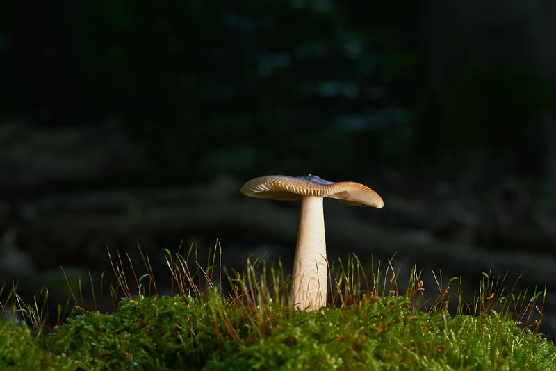Enchanted Garden